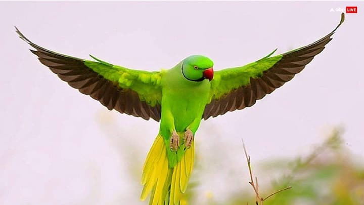 शुक्रवार को सुबह घर में तोते का आना शुभ संकेत देता है. तोते को धन के देवता कुबेर और माता लक्ष्मी से जोड़कर देखकर जाता है. इसे आर्थिक तंगी जल्दी दूर होने की ओर इशारा करता है.