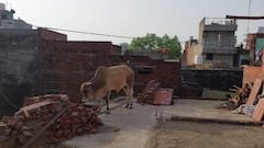 अलीगढ़ में सीढ़ियों से चढ़कर छत पर पहुंचा सांड, पुलिस और वन विभाग की सूझबूझ से टला हादसा