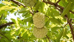 Custard Apple Benefits: রক্তাল্পতা দূর করে, হাড়ের জোর বাড়ায়- মহিলাদের জন্য দারুণ উপকারি এই ফল