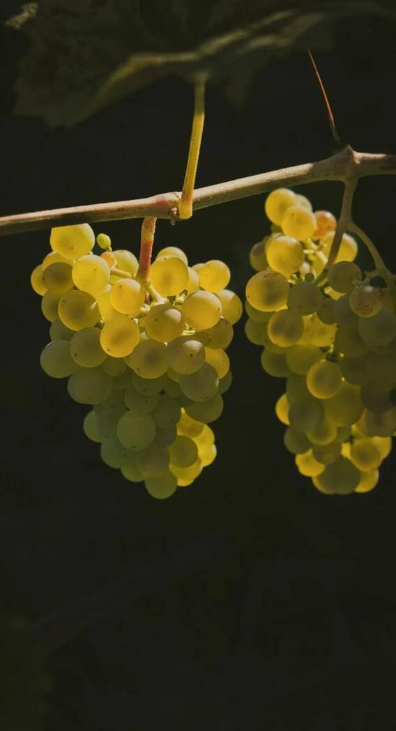 ద్రాక్ష పండ్లు ఎన్ని సంవత్సరాలకు కాస్తాయో తెలుసా?