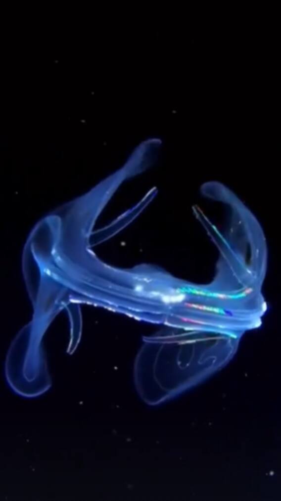 9 Creatures Of Animal Kingdom That Emit Light