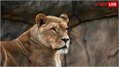 तेजी से बढ़ रही एशियाई शेरों की संख्या, जानिए देश में अब कुल कितने बब्बर शेर