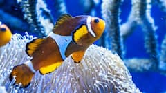 मछली वेजिटेरियन होती है या नॉन वेजिटेरियन? जवाब जानकर हैरान रह जाएंगे आप