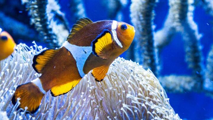 मछलियों में 35-45 प्रतिशत तक प्रोटीन पाया जाता है, इसके अलावा इसमें ओमेगा 3 फैटी एसिड की मात्रा भी बहुत ज्यादा होती है, जो कि दिल के स्वास्थ्य को अच्छा रखने में मदद करती है.