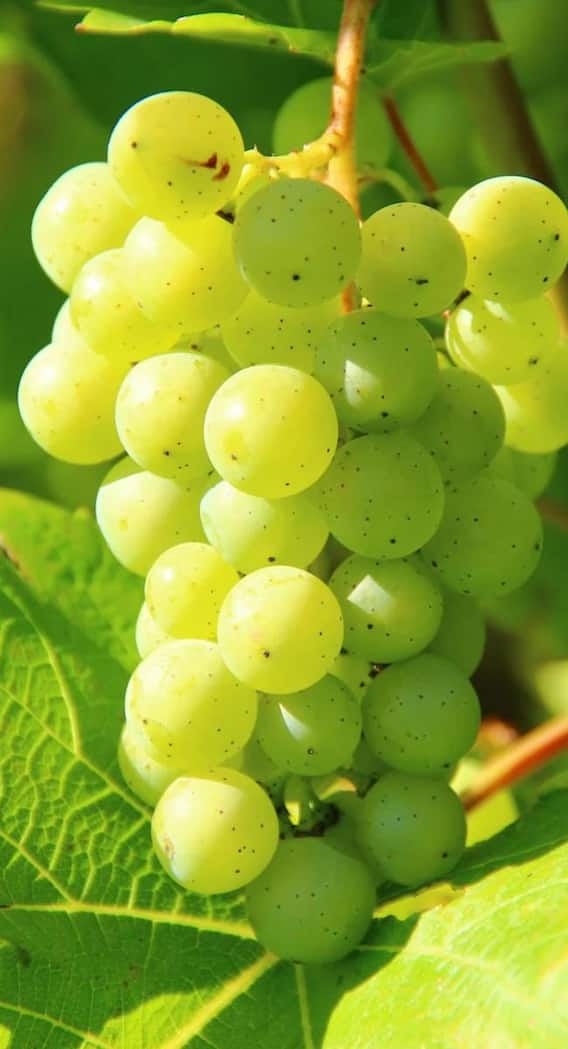 अंगूर का पेड़ कितने दिन में फल देना शुरू करता है?