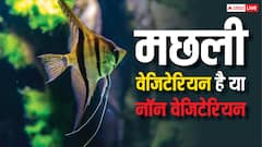 मछली वेजिटेरियन होती है या नॉन वेजिटेरियन? जवाब जानकर हैरान रह जाएंगे आप