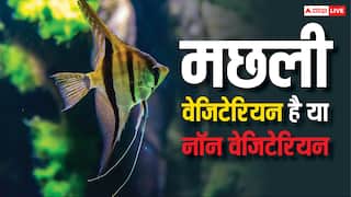 मछली वेजिटेरियन होती है या नॉन वेजिटेरियन? जवाब जानकर हैरान रह जाएंगे आप