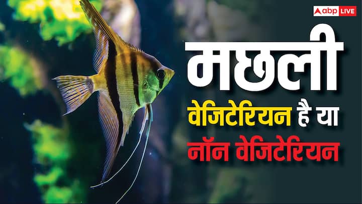  नॉनवेज खाने वाले लोग मछली को हमेशा नॉनवेज में ही गिनते हैं, लेकिन क्या सच में मछली नॉनवेज है या फिर वेजिटेरियन है. चलिए जानें.