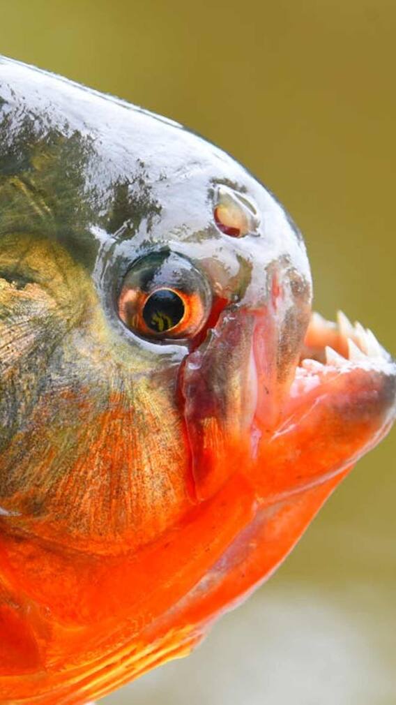 क्या वाकई इंसानों को खा सकती है पिरान्हा मछली?