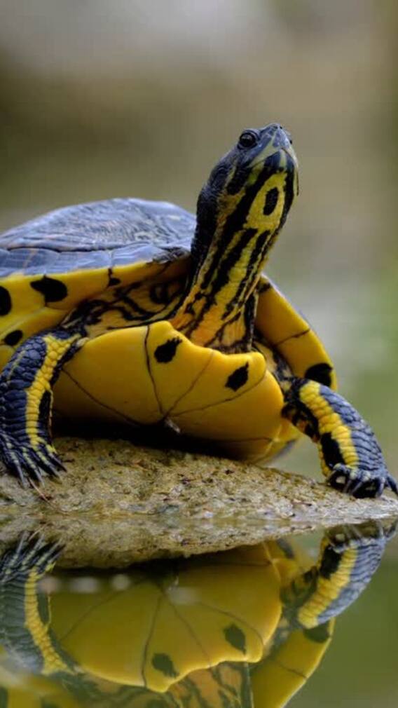 World Tortoise Day 2025 — 9 Fascinating Tortoise Species Found Around The World