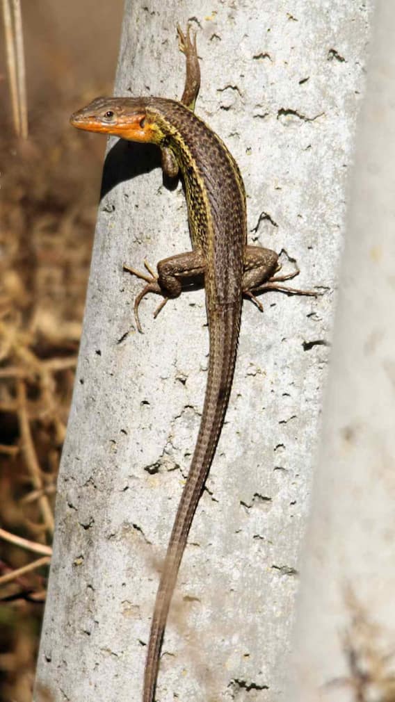 ऐसी छिपकली, जिसको 150 साल बाद मिला नाम