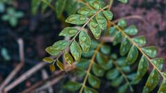 PHOTO: काडिपत्याचे फायदे वाचून तुम्हाला ही आश्चर्य वाटेल; जाणून घ्या!
