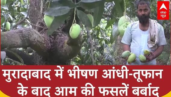 Weather Update: किसानों ने जाहिर की चिंता, देर रात आंधी-तूफान ने पहुंचाया आम की फसल को नुकसान