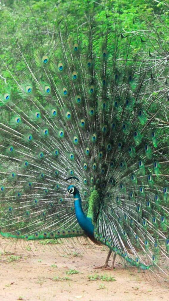 कैसे होती है मोर की खेती?