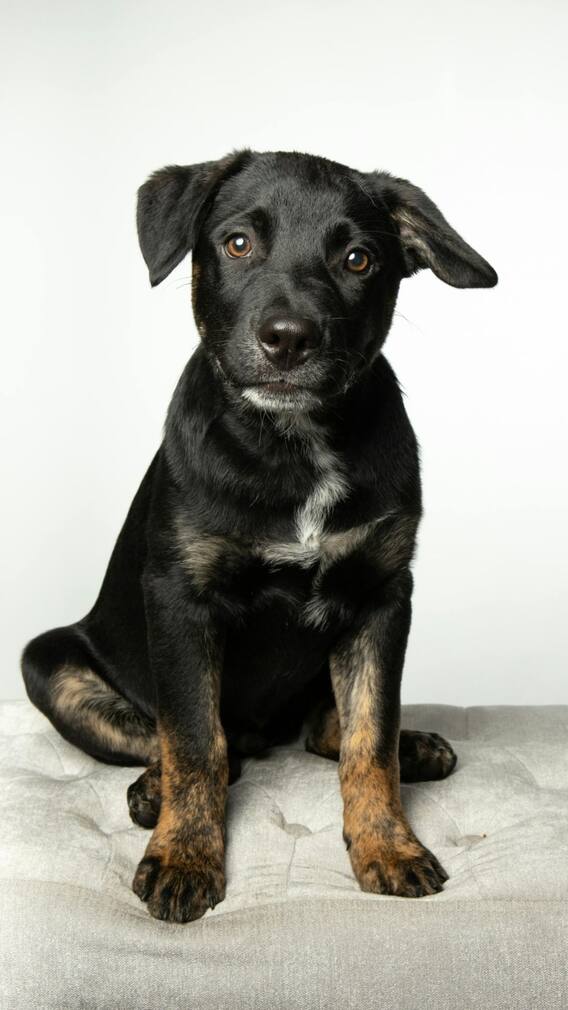 इस रूप में दिखाई दे काला कुत्ता तो समझ जाएं प्रसन्न हैं शनि देव