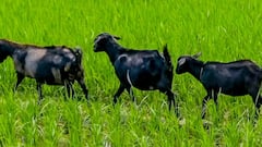 UP: वाराणसी में महिला का सनसनीखेज आरोप, कहा- 'मेरे पति ने किया बकरी का रेप', हुई मौत