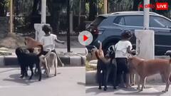 इसे कहते हैं असली Z+ सिक्योरिटी! 5 साल की बच्ची के साथ हर वक्त रहते हैं ये सिपाही, वीडियो देख हैरान रह जाएंगे आप