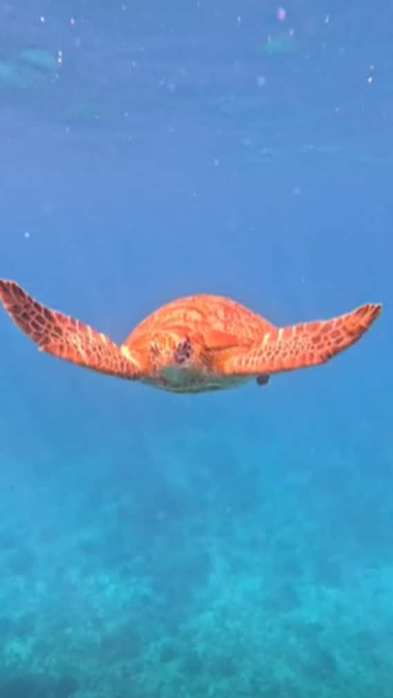 ஆமைகள் பற்றி அறிந்தும்.. அறியாததும்..!