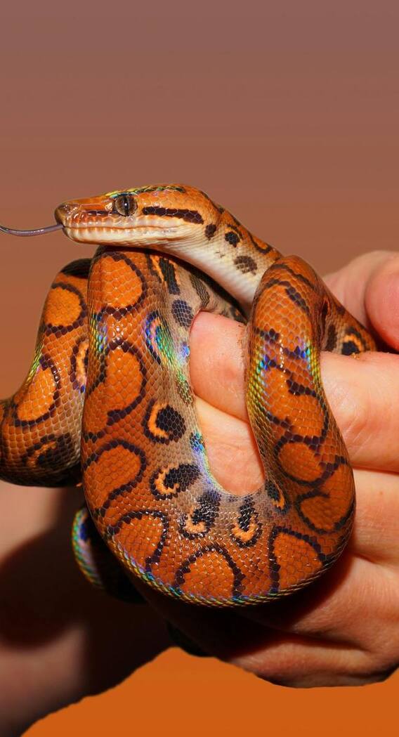 नाग और कोबरा में क्या होता है अंतर?