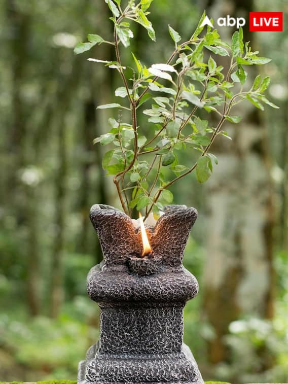 घर में तुलसी का पौधा किस दिशा में रखें