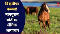 विकृतीचा कळस! नागपुरात घोडीवर बलात्कार, CCTV मुळे घटना उघडकीस, आरोपीला अटक