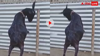 गोट ही कहते हैं, हमसे बदमाशी नहीं मित्तर...बकरी की ये हरकत देख हैरान है पूरा इंटरनेट, वायरल हो रहा वीडियो