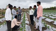 Beed News: बदलत्या हवामानाचा परिणाम,शिमला मिरचीच्या पिकावर बोकडा व्हायरसचे संकट; शेतकर्‍याचे टोकाचे पाऊल