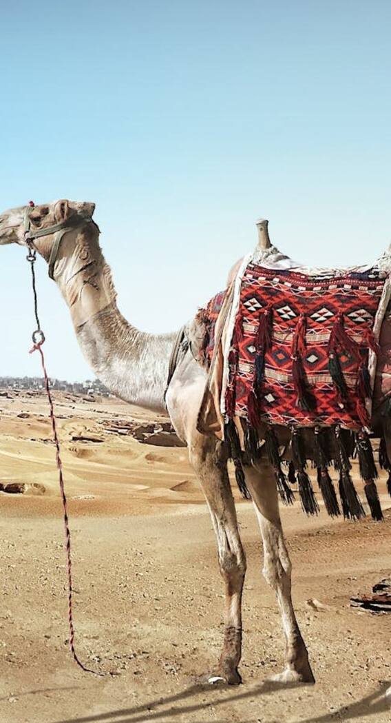 क्यों बम की तरह फट जाता है ऊंट का पेट?