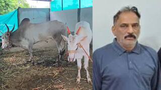 Vaishnavi Hagawane Pune Crime: साताऱ्याच्या फार्म हाऊसवर राजेंद्र हगवणेचा चेहरा घाबराघुबरा, शर्यतीचे बैल पाहिले अन्....