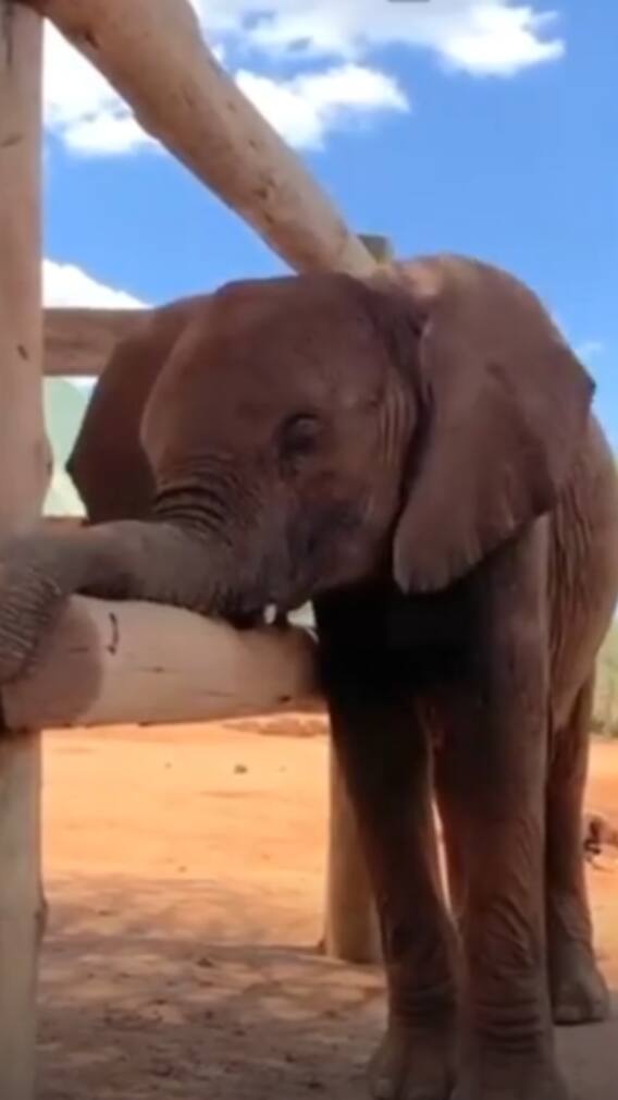 9 Species With Bizarre Sleeping Patterns