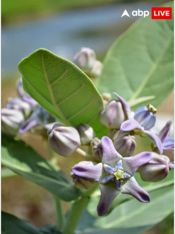 शनिवार को शनि देव चढ़ाएं यह फूल