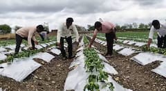 Beed News: बदलत्या हवामानाचा परिणाम,शिमला मिरचीच्या पिकावर बोकडा व्हायरसचे संकट; शेतकर्‍याचे टोकाचे पाऊल