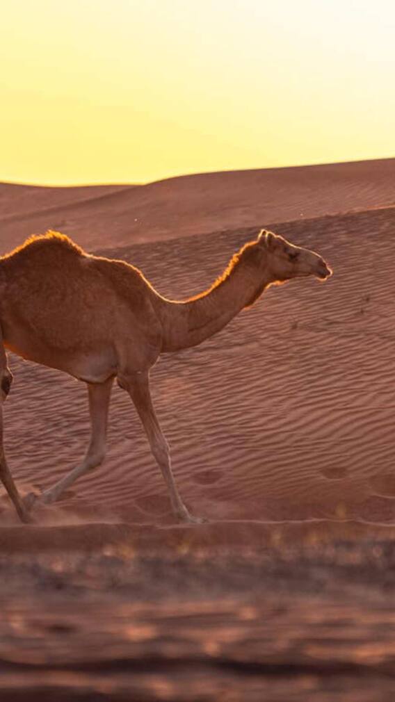 भारत का सबसे गर्म रेगिस्तान कौन सा है?