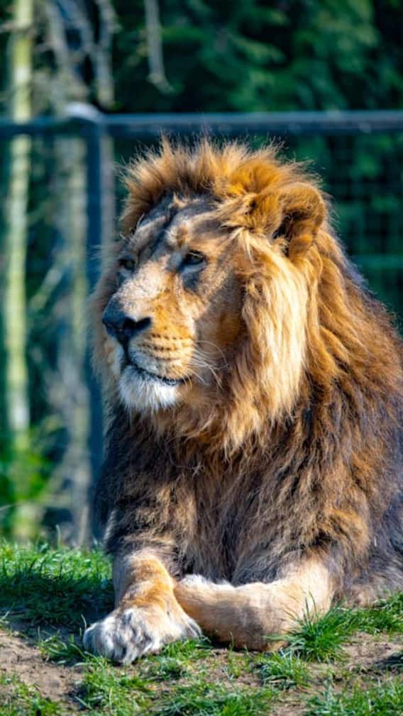 शेर और बब्बर शेर में क्या होता है अंतर?