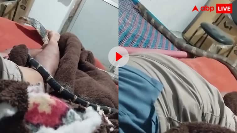 सोते शख्स के सिरहाने आकर बैठ गया किंग कोबरा…फिर ऐसे बची जान, वीडियो देख कांप उठेगी रूह