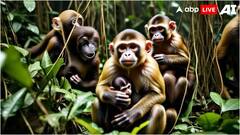 यहां दूसरी प्रजाति के बंदरों के बच्चे किडनैप कर लेते हैं ये खास बंदर, फिर करते हैं यह काम