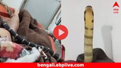 সাক্ষাৎ মৃত্যু ! ঘুমন্ত ব্যক্তির গায়ের উপর বিশালাকায় কোবরা, ঘুম ভাঙতেই... ভিডিয়ো দেখে আঁতকে উঠবেন