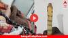 Viral Video: সাক্ষাৎ মৃত্যু ! ঘুমন্ত ব্যক্তির গায়ের উপর বিশালাকায় কোবরা, ঘুম ভাঙতেই... ভিডিয়ো দেখে আঁতকে উঠবেন