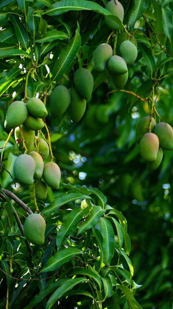 किस देश में सबसे ज्यादा होती है आम की पैदावार?