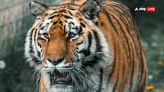 அடுத்தடுத்து உயிரிழக்கும் புலிகள்.. கர்நாடகாவில் அதிர்ச்சி! ஆர்டர் போட்ட சித்தராமையை..விசாரணை  தீவிரம்