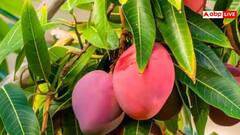 भारत के इस राज्य में होता है दुनिया का सबसे महंगा आम, जानें कितनी है इसकी कीमत?