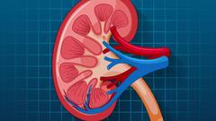 Kidney Health: কিডনিকে ফিল্টারের মত পরিষ্কার করে দেয় এই ৬ ফল, তরতাজা থাকবে শরীর