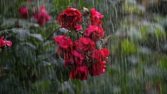 Pune Rain Update: छत्री, रेनकोट सोबत ठेवा! पुण्यात पुढील दोन दिवस मुसळधार पावसाची शक्यता; हवामान विभागाचा अंदाज