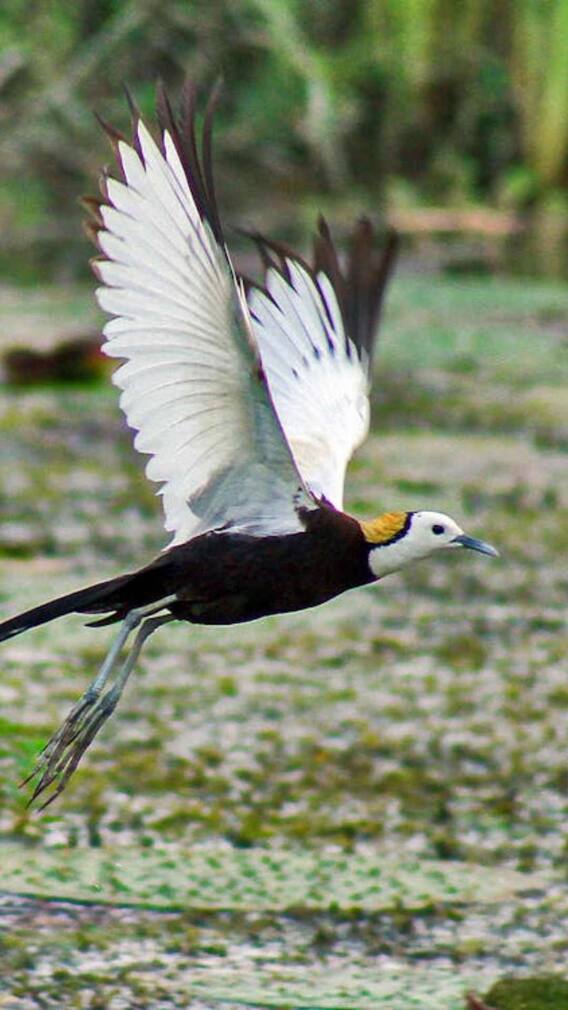 इन 10 चिड़ियों के पैर होते हैं एकदम अनोखे