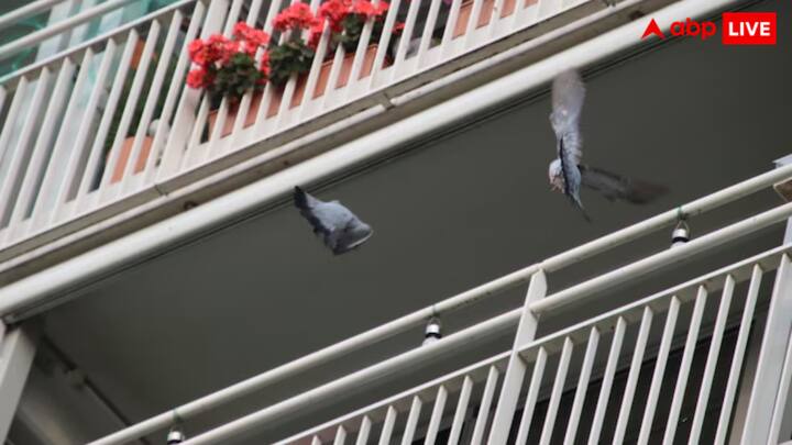 फिलहाल पेंग ठीक हैं, लेकिन उन्हें फिर से खड़े होने में 6 महीने लग सकते हैं. यूजर्स इस मामले को जानने के बाद काफी हैरान हैं, और इसे चमत्कार का नाम देकर जाको राखे साइयां दोहरा रहे हैं.