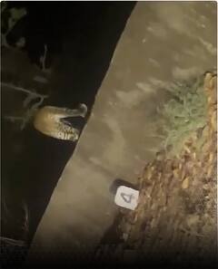 रात के अंधेरे में दिखा तेंदुआ.. दहशत में राहगीर वीडियो वायरल | abp news shorts