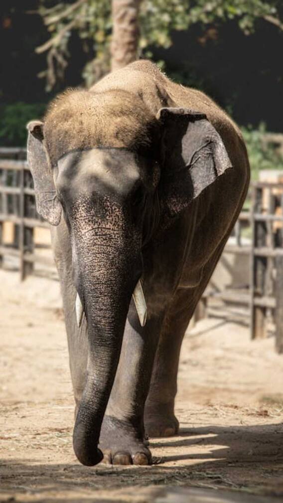 कभी कूद क्यों नहीं सकते हैं हाथी?