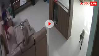 बहन को बचाने बंदर से अकेला भिड़ा बच्चा, दुम दबाकर भाग निकला जानवर, देखें वीडियो