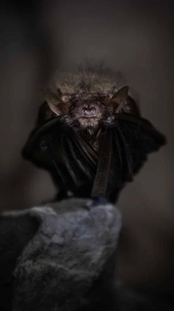 अंधेरे में सबसे अच्छे तरीके से देख पाते हैं ये 10 जानवर