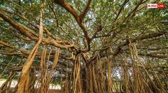 Vat Savitri Vrat 2025 Bhog: वट सावत्री व्रत आज सोमवार को, पूजा में जरूर लगाएं इन चीजों का भोग